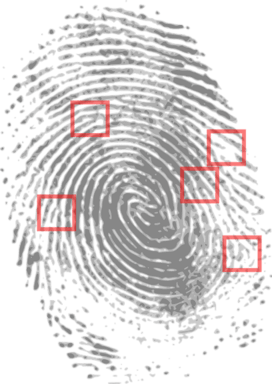 fingerprint-identification